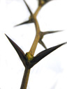 false acacia (robinia pseudoacacia), twig with thorns, buds hidden under cicatrices